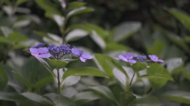 Ortanca çiçeği sinematik video 2022