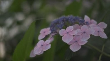 Ortanca çiçeği sinematik video 2022