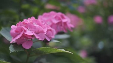 Ortanca çiçeği sinematik video 2022