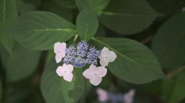 Ortanca çiçeği sinematik video 2022