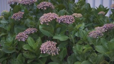 Ortanca çiçeği sinematik video 2022