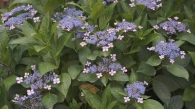 Ortanca çiçeği sinematik video 2022