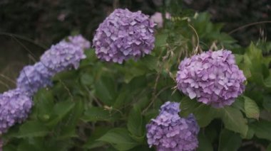 Ortanca çiçeği sinematik video 2022