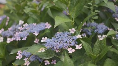 Ortanca çiçeği sinematik video 2022