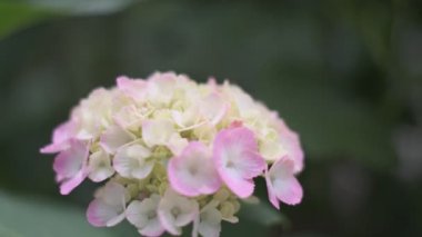 Ortanca çiçeği sinematik video 2022