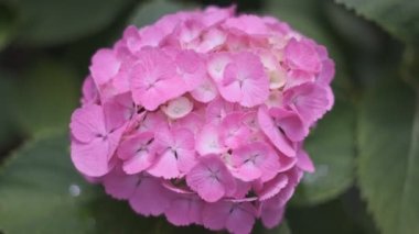 Ortanca çiçeği sinematik video 2022