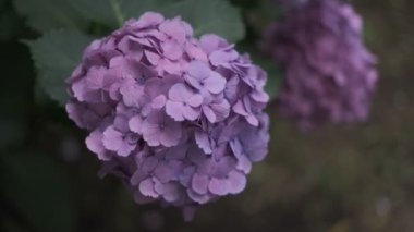 Ortanca çiçeği sinematik video 2022