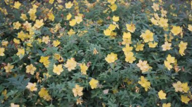 Tokyo Santrali 2022 sinematik videosundan ayrıldı