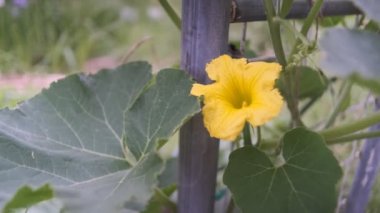 Tokyo Santrali 2022 sinematik videosundan ayrıldı