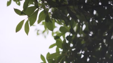 Tokyo Santrali 2022 sinematik videosundan ayrıldı