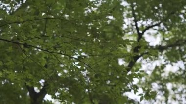 Tokyo Santrali 2022 sinematik videosundan ayrıldı