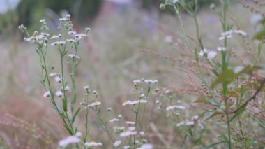 Tokyo Santrali 2022 sinematik videosundan ayrıldı