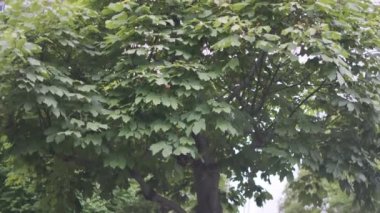 Tokyo Santrali 2022 sinematik videosundan ayrıldı