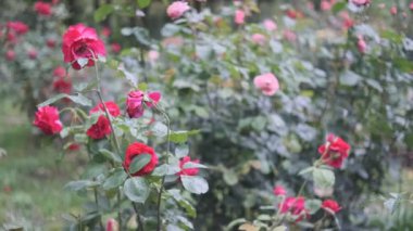 Gül çiçeği sinematik video 2022