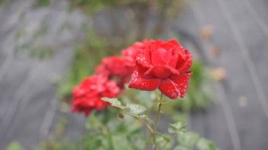 Gül çiçeği sinematik video 2022