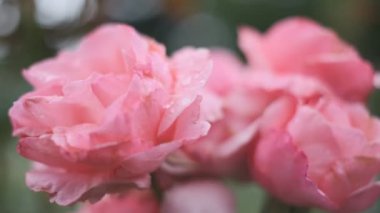 Gül çiçeği sinematik video 2022