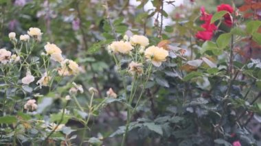 Gül çiçeği sinematik video 2022