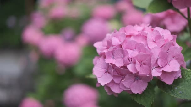 Hydrangea Λουλούδι Κινηματογραφικό Βίντεο 2022 — Αρχείο Βίντεο