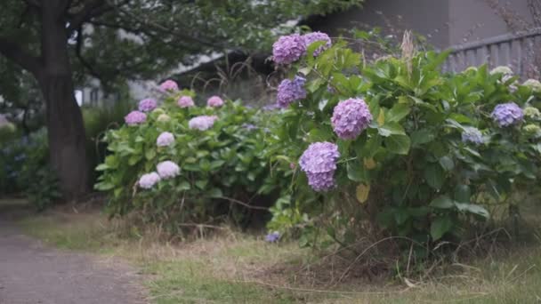 Kwiat Hortensji Filmik 2022 — Wideo stockowe