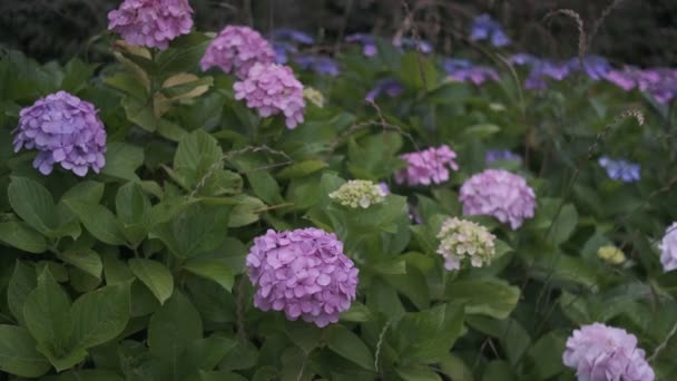Цветок Гиалурогеи — стоковое видео