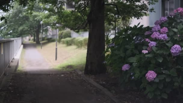 Hydrangea Flower Cinematic Video 2022 — 비디오