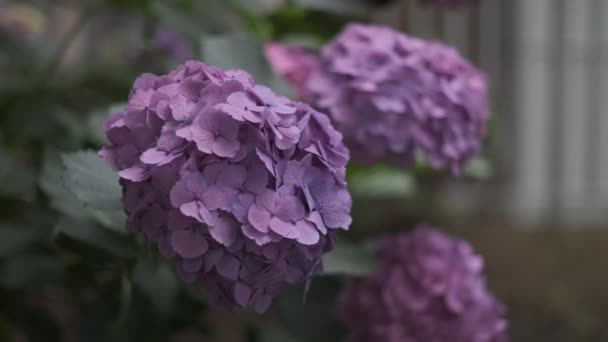 Hydrangea Flor Vídeo Cinematográfico 2022 — Vídeo de stock