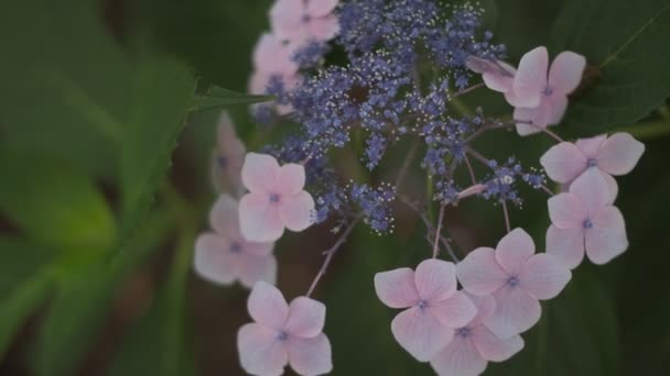 Hydrangea Flor Vídeo Cinematográfico 2022 — Vídeos de Stock