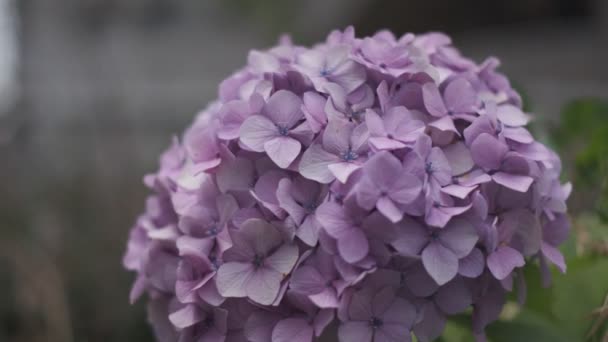 Hydrangea Flower Cinematic Video 2022 — 图库视频影像