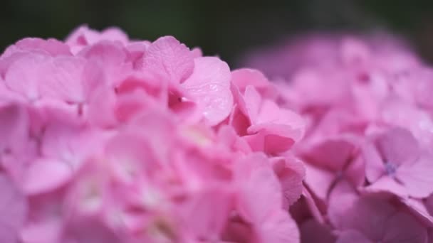 Hydrangea Blomma Cinematic Video 2022 — Stockvideo