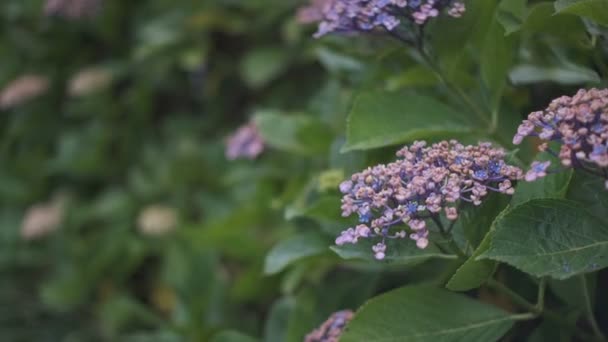 Hydrangea Flor Vídeo Cinematográfico 2022 — Vídeos de Stock