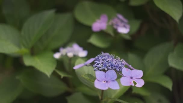 Ortanca Çiçeği Sinematik Video 2022 — Stok video