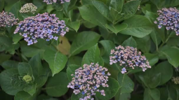 Hydrangea Flor Vídeo Cinematográfico 2022 — Vídeo de stock