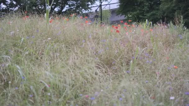 Tokio Rostliny Opustí Kinematografické Video 2022 — Stock video