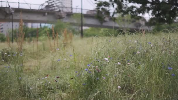 Tokyo Plant Left Cinematic Video 2022 — стокове відео