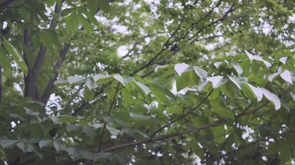 Tokyo Plant Leaves Cinematic Video 2022 — Stock Video