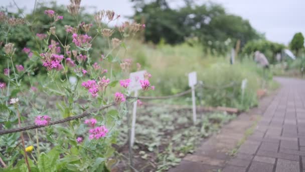 Planta Tóquio Deixa Vídeo Cinematográfico 2022 — Vídeo de Stock