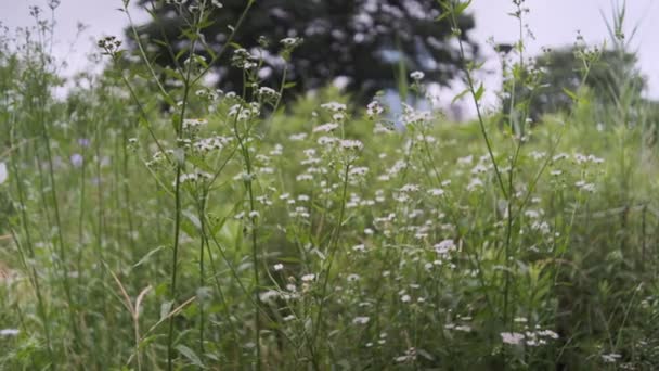 Tokio Rostliny Opustí Kinematografické Video 2022 — Stock video