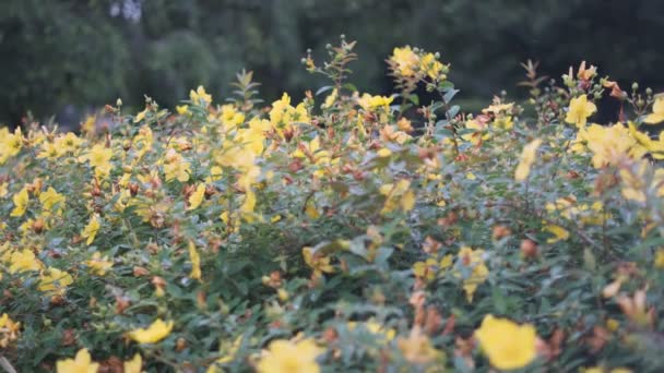 Tokio Rostliny Opustí Kinematografické Video 2022 — Stock video