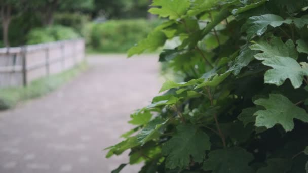 Tokyo Plant Sale Del Vídeo Cinematográfico 2022 — Vídeos de Stock