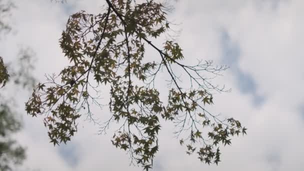 Tokyo Plant Lämnar Cinematic Video 2022 — Stockvideo