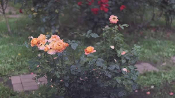 Rose Flower Cinematic Video 2022 — 비디오