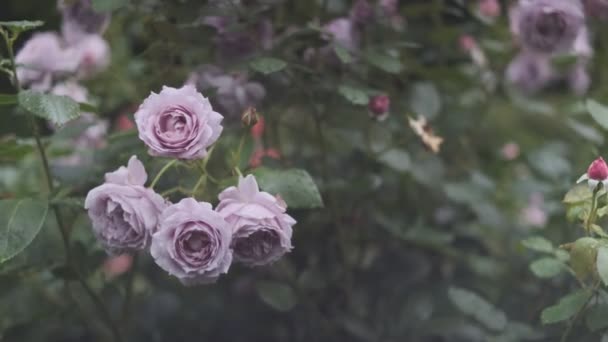 Τριαντάφυλλο Λουλούδι Κινηματογραφικό Βίντεο 2022 — Αρχείο Βίντεο