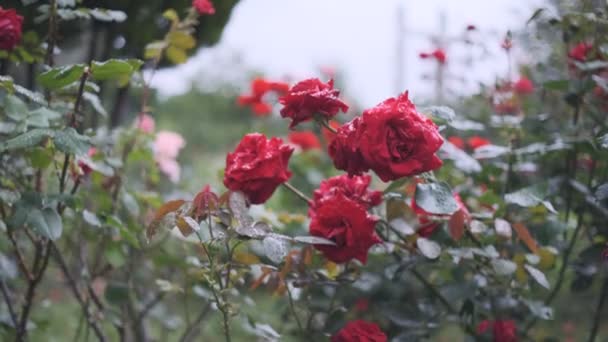 Gül Çiçeği Sinematik Video 2022 — Stok video