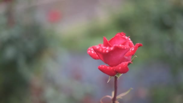 Flor Rosa Vídeo Cinematográfico 2022 — Vídeo de Stock