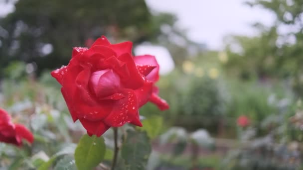 Τριαντάφυλλο Λουλούδι Κινηματογραφικό Βίντεο 2022 — Αρχείο Βίντεο
