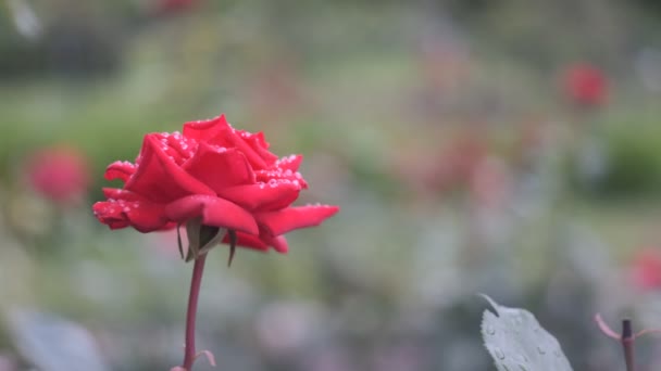 Rose Flower Cinematic Video 2022 — 图库视频影像