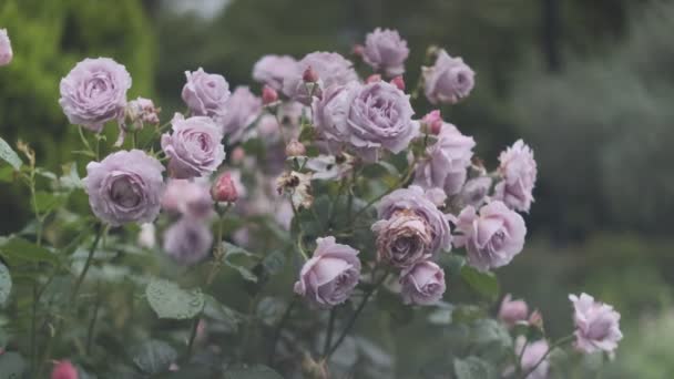 Růže Květ Kinematografické Video 2022 — Stock video