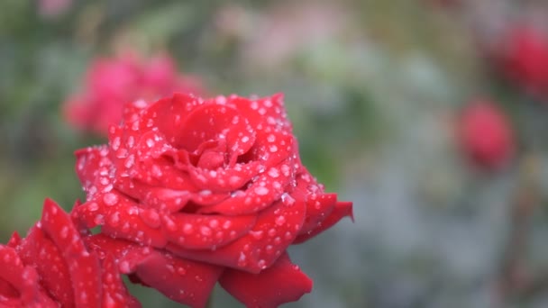 Rosenblüte Filmvideo 2022 — Stockvideo