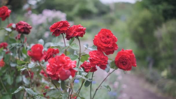 Kwiat Róży Filmik 2022 — Wideo stockowe