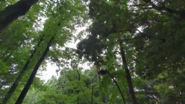 Taze yeşil yapraklar Yazın başında